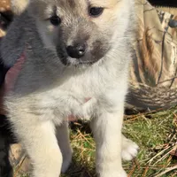 Eve - Teal Collar Girl, a female Norwegian Buhund for sale in Milford, MI – Photo 1 of 2