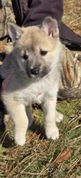 Eve - Teal Collar Girl, a female Norwegian Buhund for sale in Milford, MI – Photo 1 of 2