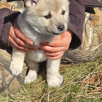 Hope - Purple collar girl, a female Norwegian Buhund for sale in Milford, MI – Photo 2 of 2