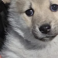 Hope - Purple collar girl, a female Norwegian Buhund for sale in Milford, MI – Photo 1 of 2