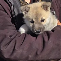 Ember - Pink Collar girl, a female Norwegian Buhund for sale in Milford, MI – Photo 2 of 2