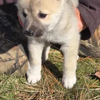 Ember - Pink Collar girl, a female Norwegian Buhund for sale in Milford, MI – Photo 1 of 2