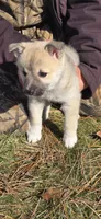 Ember - Pink Collar girl, a female Norwegian Buhund for sale in Milford, MI – Photo 1 of 2