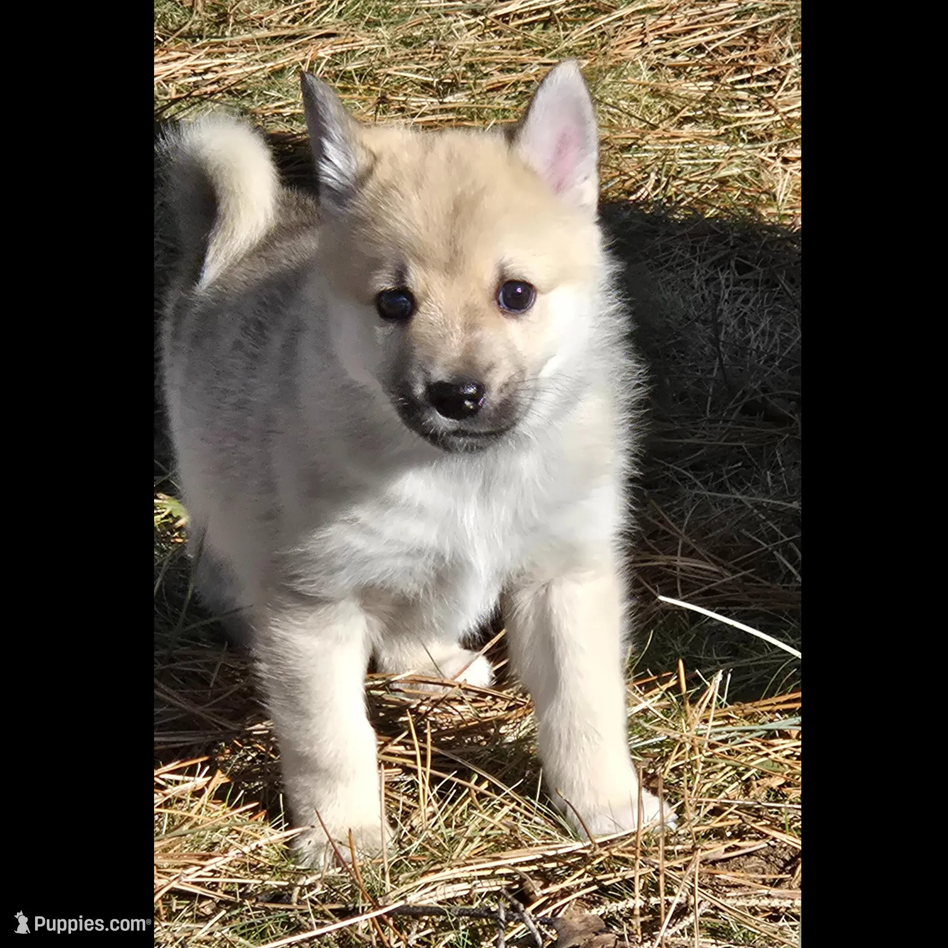 Kronos - Blue Collar puppy