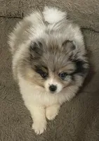 Blue merle, a female Pomeranian for sale in Kingwood, TX – 2 of 7