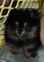 Black & tan, a female Pomeranian for sale in Kingwood, TX – 2 of 8