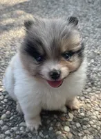 Blue merle, a female Pomeranian for sale in Kingwood, TX – 5 of 6