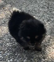 Black & tan, a female Pomeranian for sale in Kingwood, TX – 3 of 5