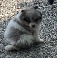Blue merle, a female Pomeranian for sale in Kingwood, TX – 2 of 6