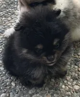 Black & tan, a female Pomeranian for sale in Kingwood, TX – 2 of 5