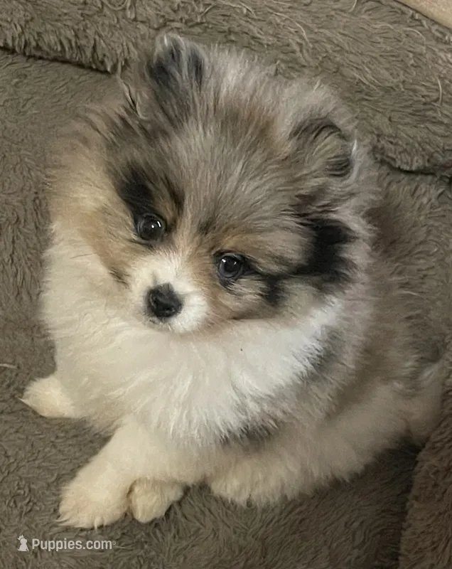Blue merle – Pomeranian puppy for sale in Kingwood, TX
