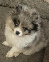 Blue merle, a female Pomeranian for sale in Kingwood, TX – 1 of 7