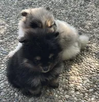 Black & tan, a female Pomeranian for sale in Kingwood, TX – 4 of 5