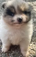 Blue merle, a female Pomeranian for sale in Kingwood, TX – 6 of 6