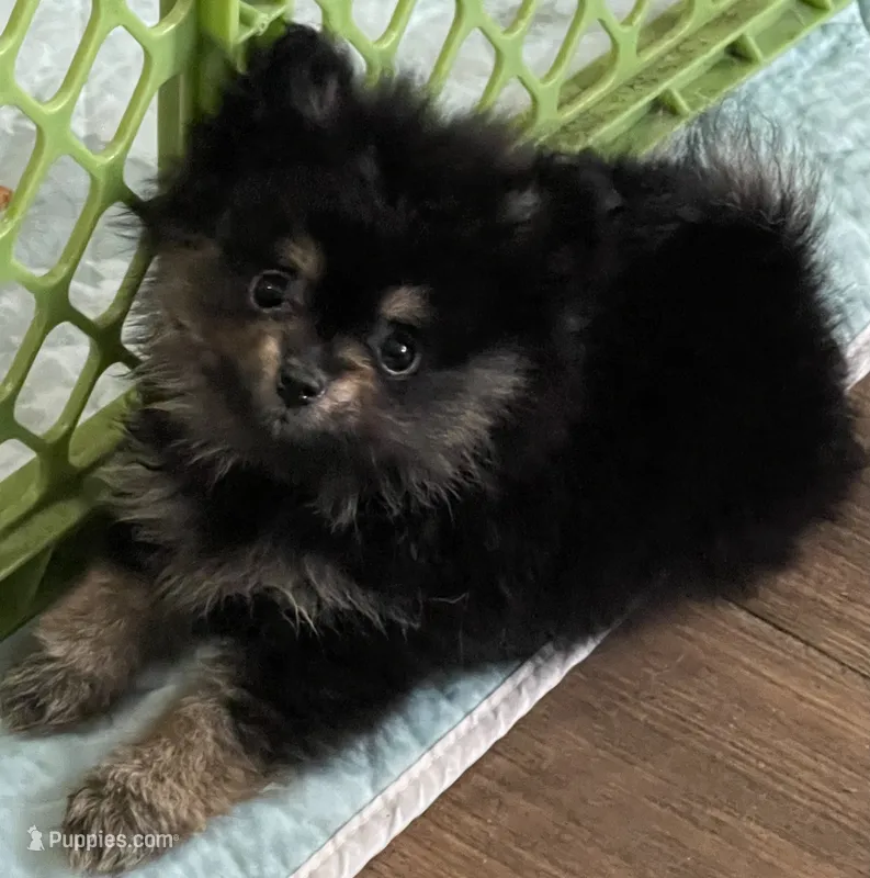 Black & tan – Pomeranian puppy for sale in Kingwood, TX