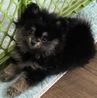 Black & tan, a female Pomeranian for sale in Kingwood, TX – 1 of 8