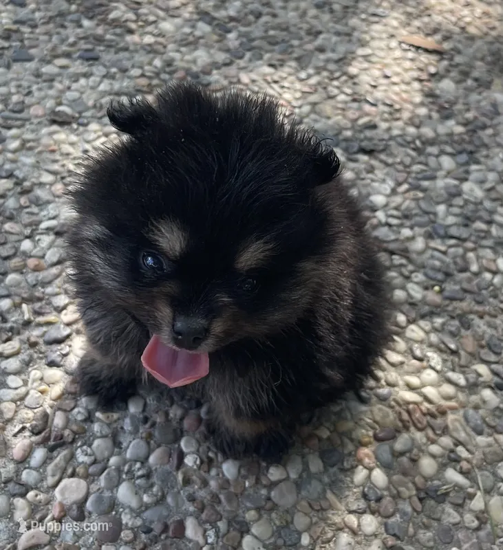 Black & tan, a female Pomeranian for sale in Kingwood, TX – 1 of 5