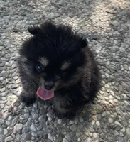 Black & tan, a female Pomeranian for sale in Kingwood, TX – 1 of 5