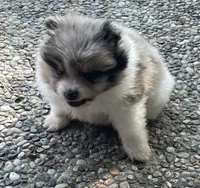 Blue merle, a female Pomeranian for sale in Kingwood, TX – 3 of 6