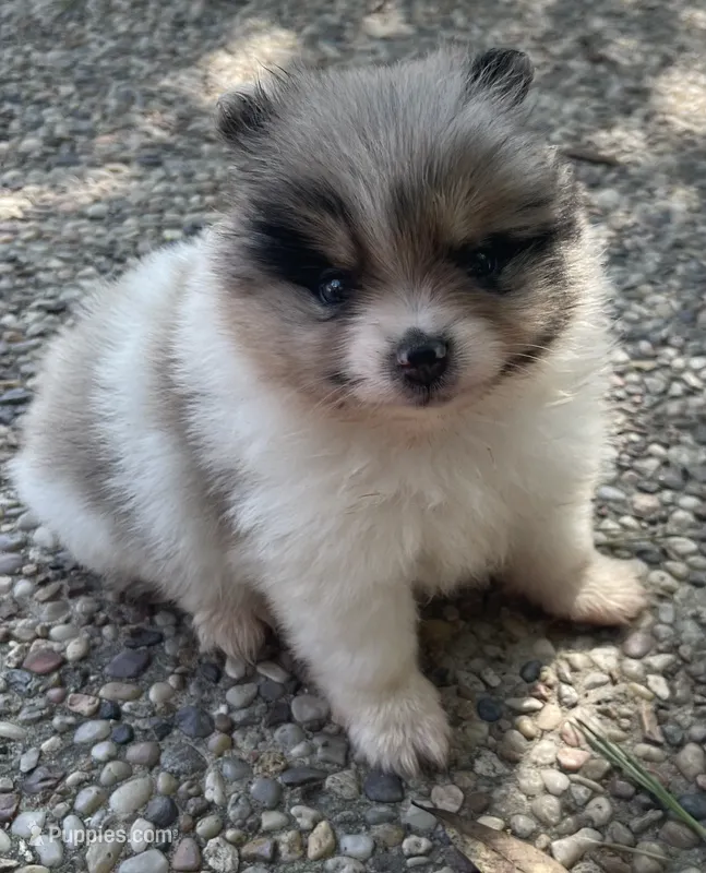 Blue merle – Pomeranian puppy for sale in Kingwood, TX