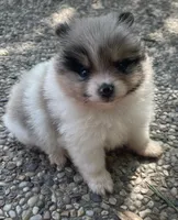 Blue merle, a female Pomeranian for sale in Kingwood, TX – 1 of 6