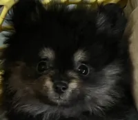 Black & tan, a female Pomeranian for sale in Kingwood, TX – 3 of 8