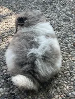 Blue merle, a female Pomeranian for sale in Kingwood, TX – 4 of 6