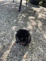 Black & tan, a female Pomeranian for sale in Kingwood, TX – 5 of 5