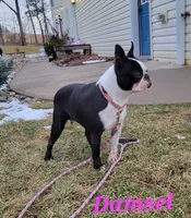 Damsel, a female Boston Terrier for sale in Schuylkill Haven, PA – Photo 2 of 2