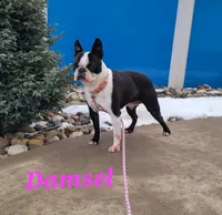 Damsel, a female Boston Terrier for sale in Schuylkill Haven, PA – Photo 1 of 2