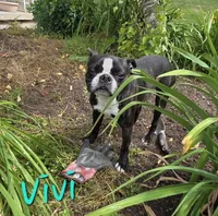 Vivi, a female Boston Terrier for sale in Schuylkill Haven, PA – 6 of 6
