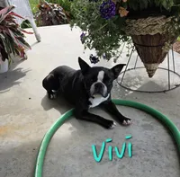 Vivi, a female Boston Terrier for sale in Schuylkill Haven, PA – 2 of 6