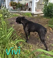 Vivi, a female Boston Terrier for sale in Schuylkill Haven, PA – 4 of 6