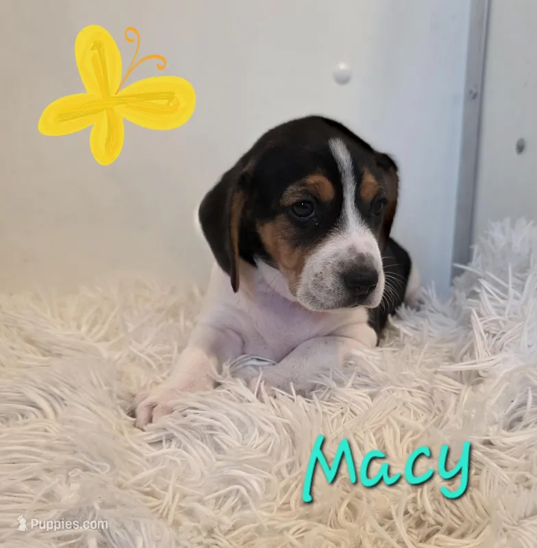 Macy – Beagle puppy for sale in Schuylkill Haven, PA
