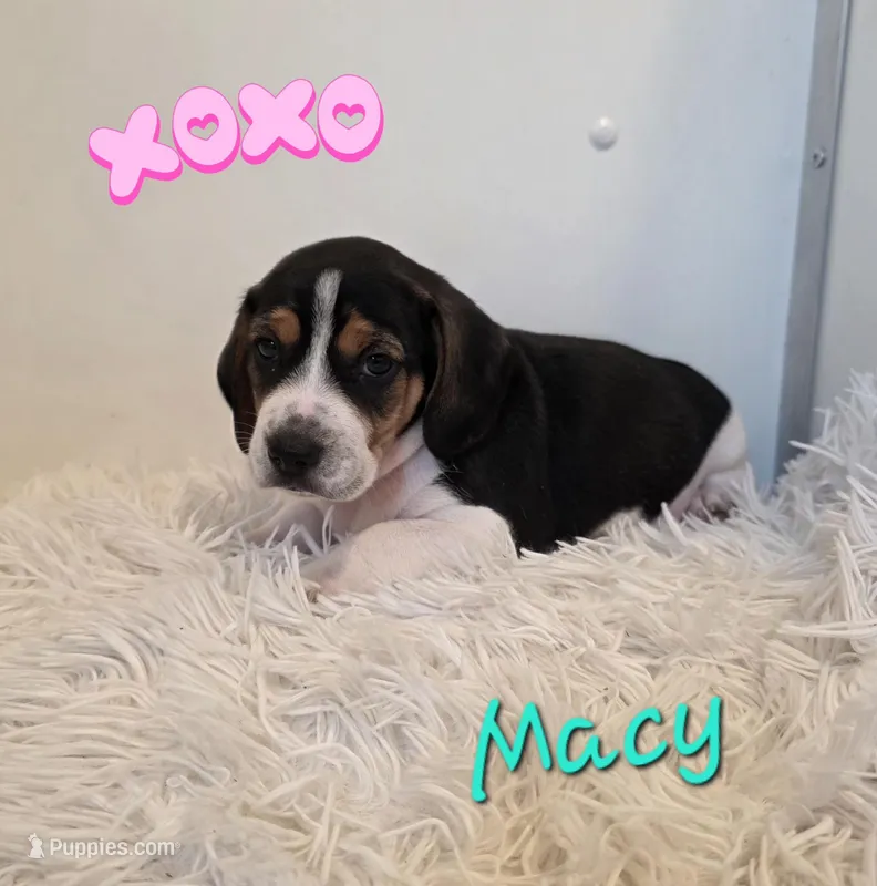 Macy – Beagle puppy for sale in Schuylkill Haven, PA