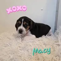 Macy, a female Beagle for sale in Schuylkill Haven, PA – Photo 2 of 3