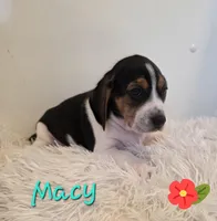 Macy, a female Beagle for sale in Schuylkill Haven, PA – Photo 3 of 3
