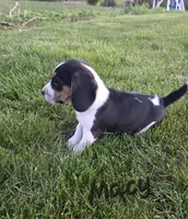 Macy, a female Beagle for sale in Schuylkill Haven, PA – 2 of 6