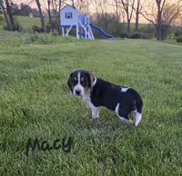 Macy, a female Beagle for sale in Schuylkill Haven, PA – 3 of 6