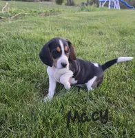 Macy, a female Beagle for sale in Schuylkill Haven, PA – 1 of 6