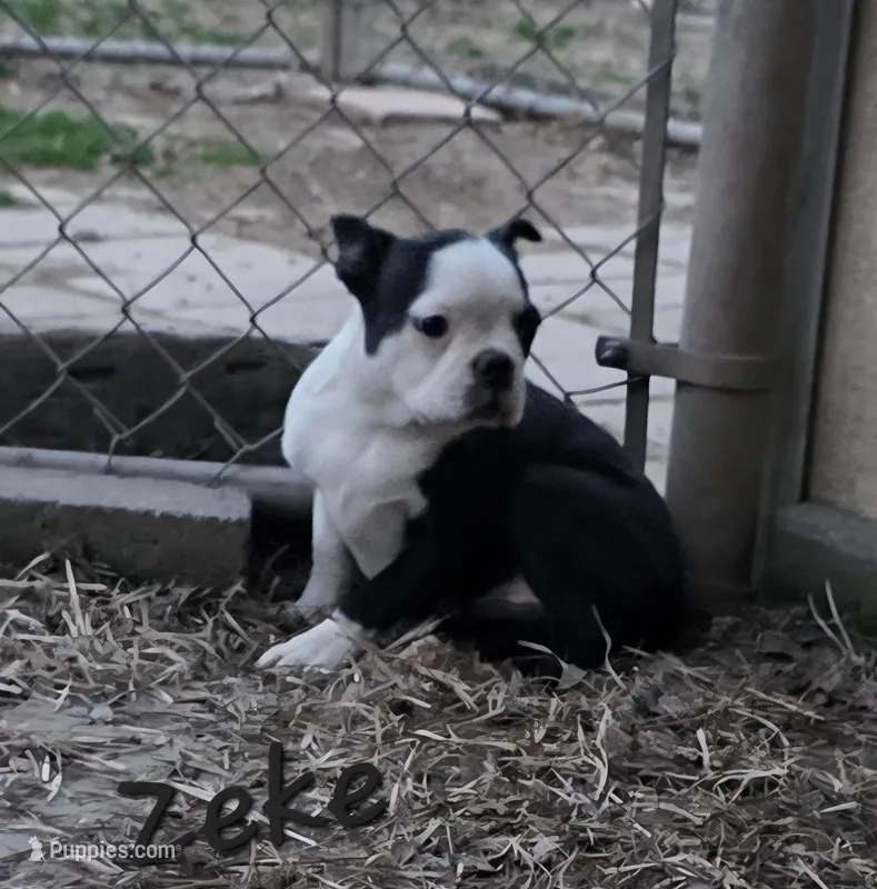 Zeke, a male Boston Terrier for sale in Schuylkill Haven, PA – Photo 1 of 3