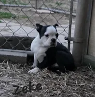 Zeke, a male Boston Terrier for sale in Schuylkill Haven, PA – Photo 1 of 3