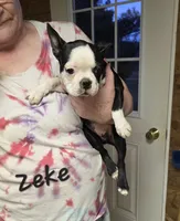 Zeke, a male Boston Terrier for sale in Schuylkill Haven, PA – Photo 2 of 3
