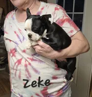 Zeke, a male Boston Terrier for sale in Schuylkill Haven, PA – Photo 3 of 3