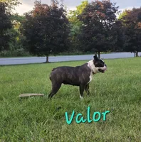 Valor, a female Boston Terrier for sale in Schuylkill Haven, PA – 4 of 6