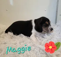 Maggie, a female Beagle for sale in Schuylkill Haven, PA – Photo 3 of 3