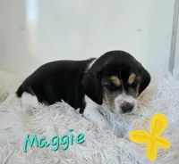 Maggie, a female Beagle for sale in Schuylkill Haven, PA – Photo 2 of 3