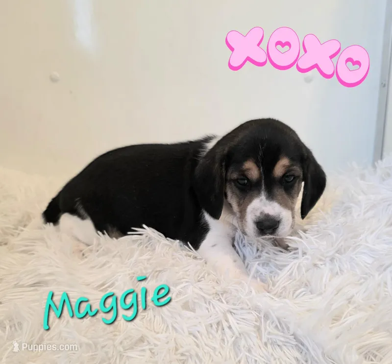 Maggie – Beagle puppy for sale in Schuylkill Haven, PA