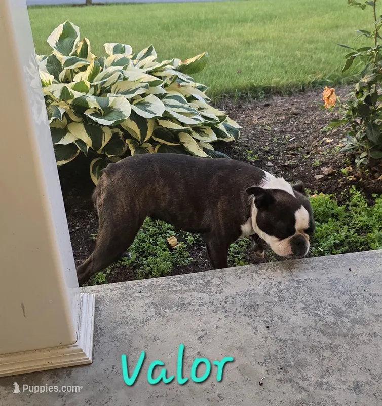 Valor – Boston Terrier puppy for sale in Schuylkill Haven, PA