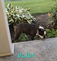 Valor, a female Boston Terrier for sale in Schuylkill Haven, PA – 1 of 6